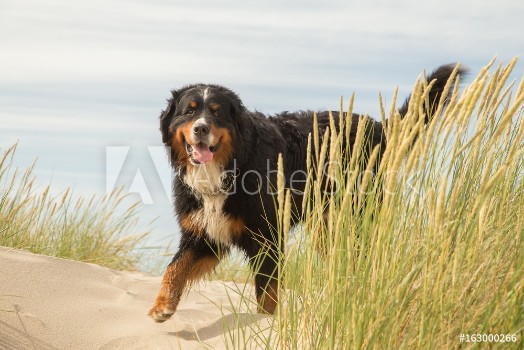 Picture of bernese mountain dog in the grass on sand dunes